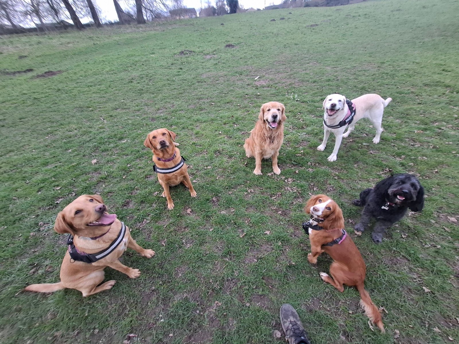 Happy dog in Harrogate