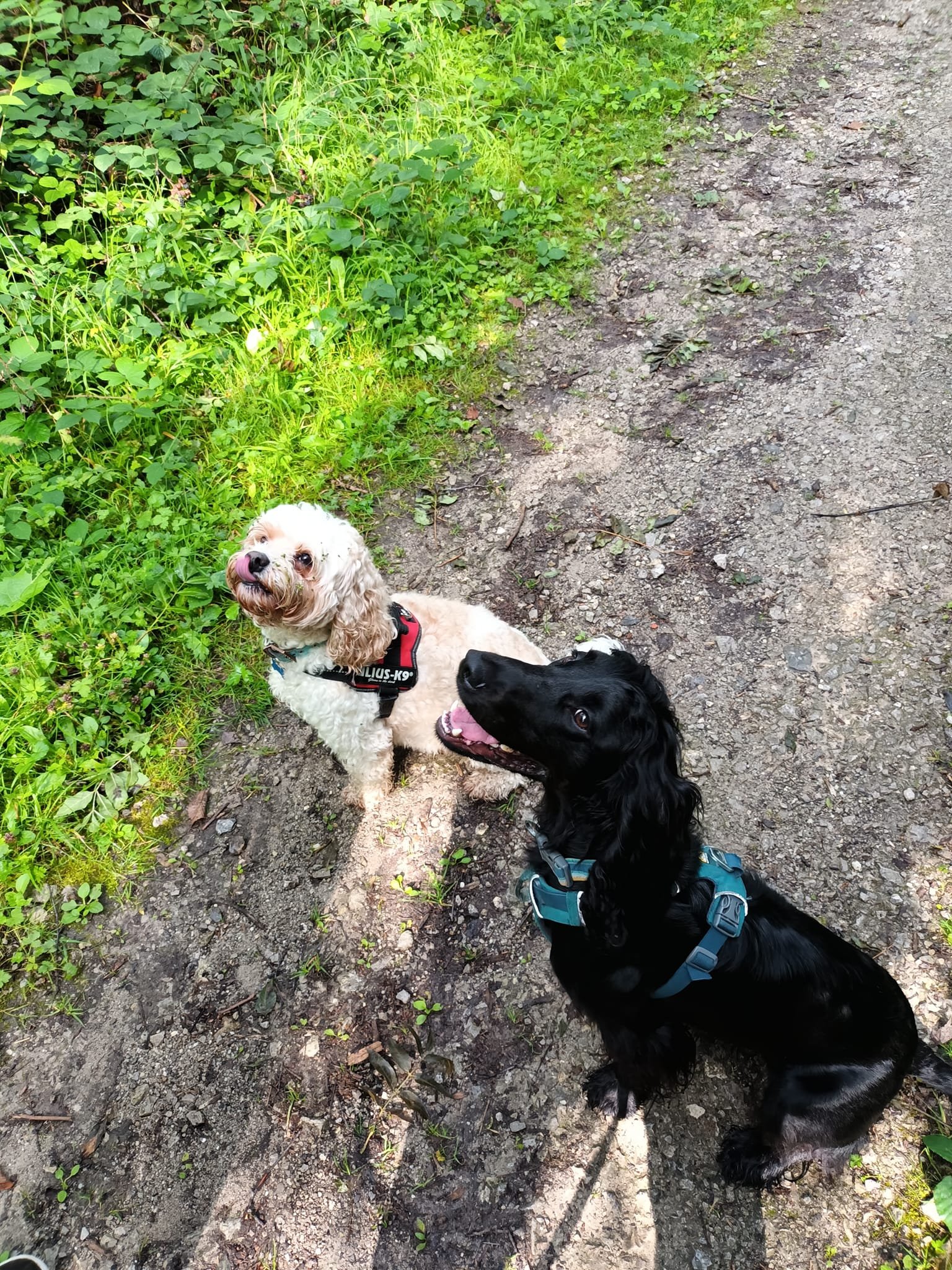 Best friends on a sunny walk