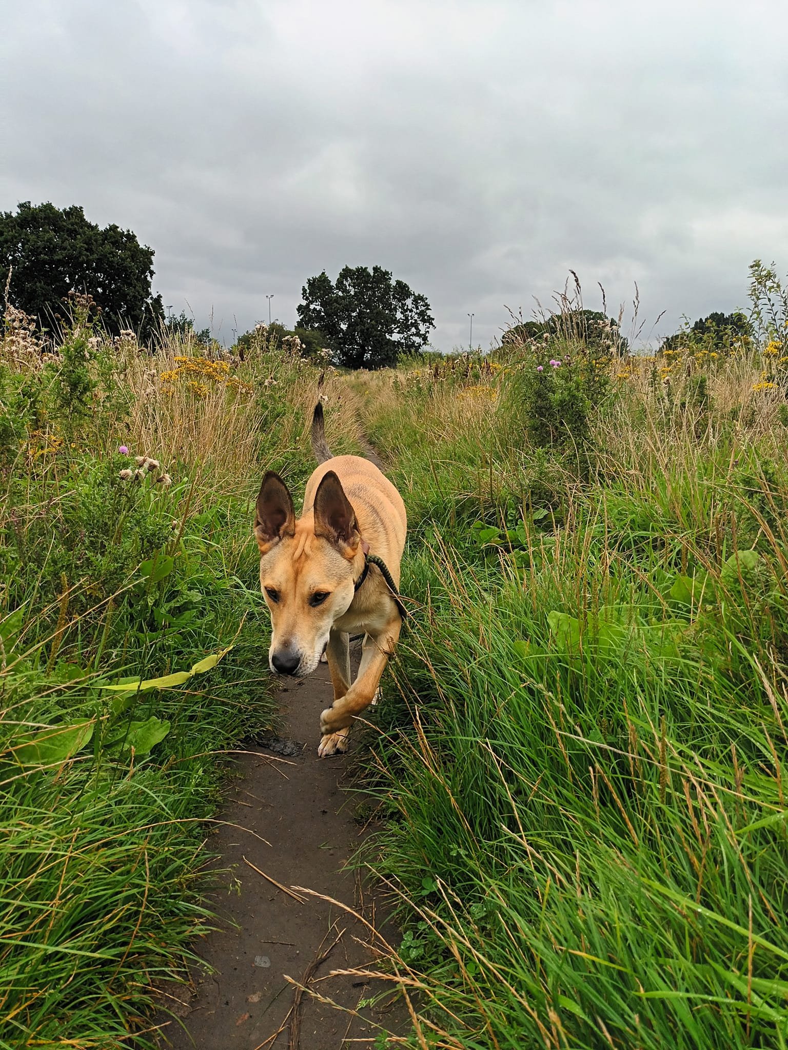 Out & About Dog Walking