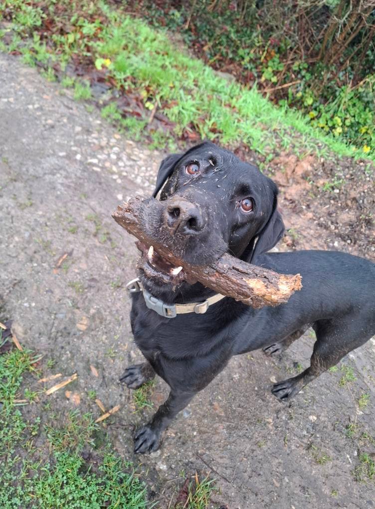 Out & About Dog Walking