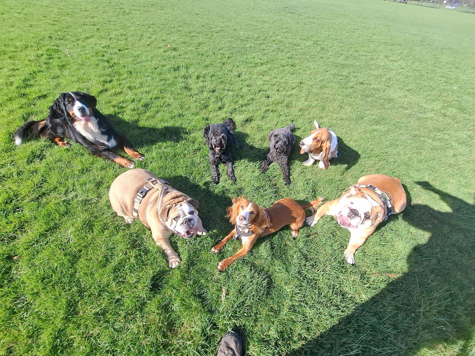 Happy pack of dogs in Harrogate