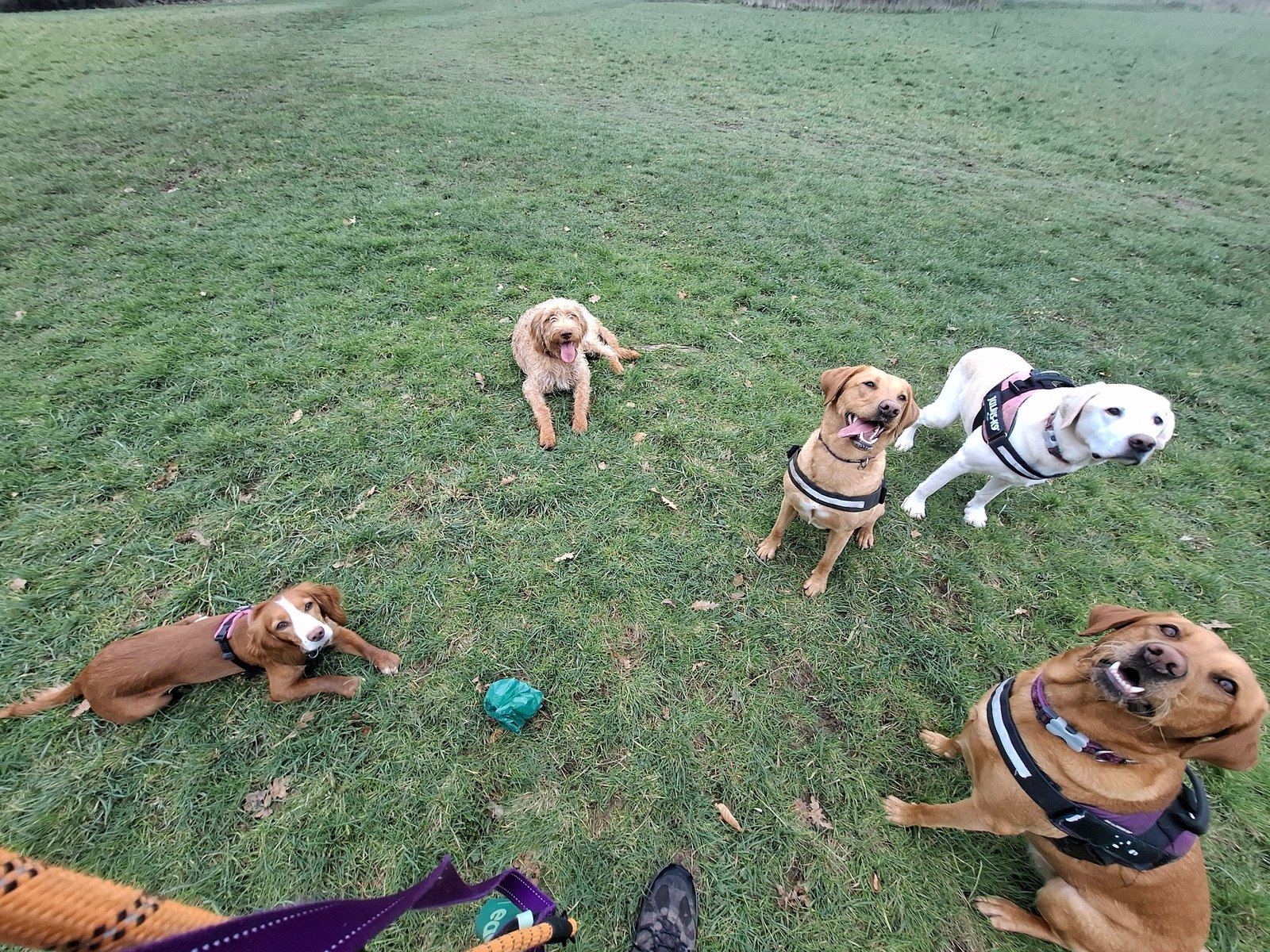 Out & About Dog Walking