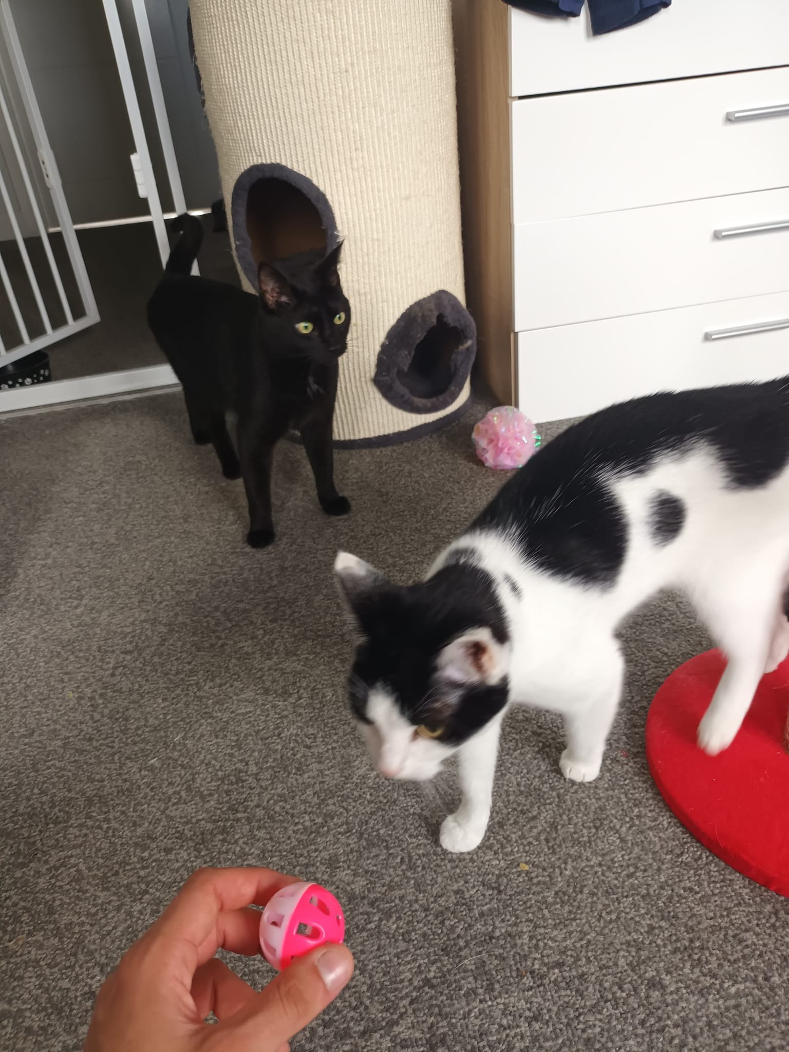 Happy cat in Harrogate home