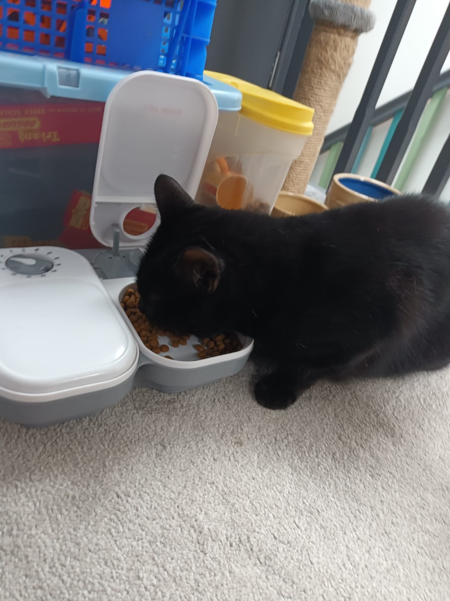 Happy cat in Knaresborough home