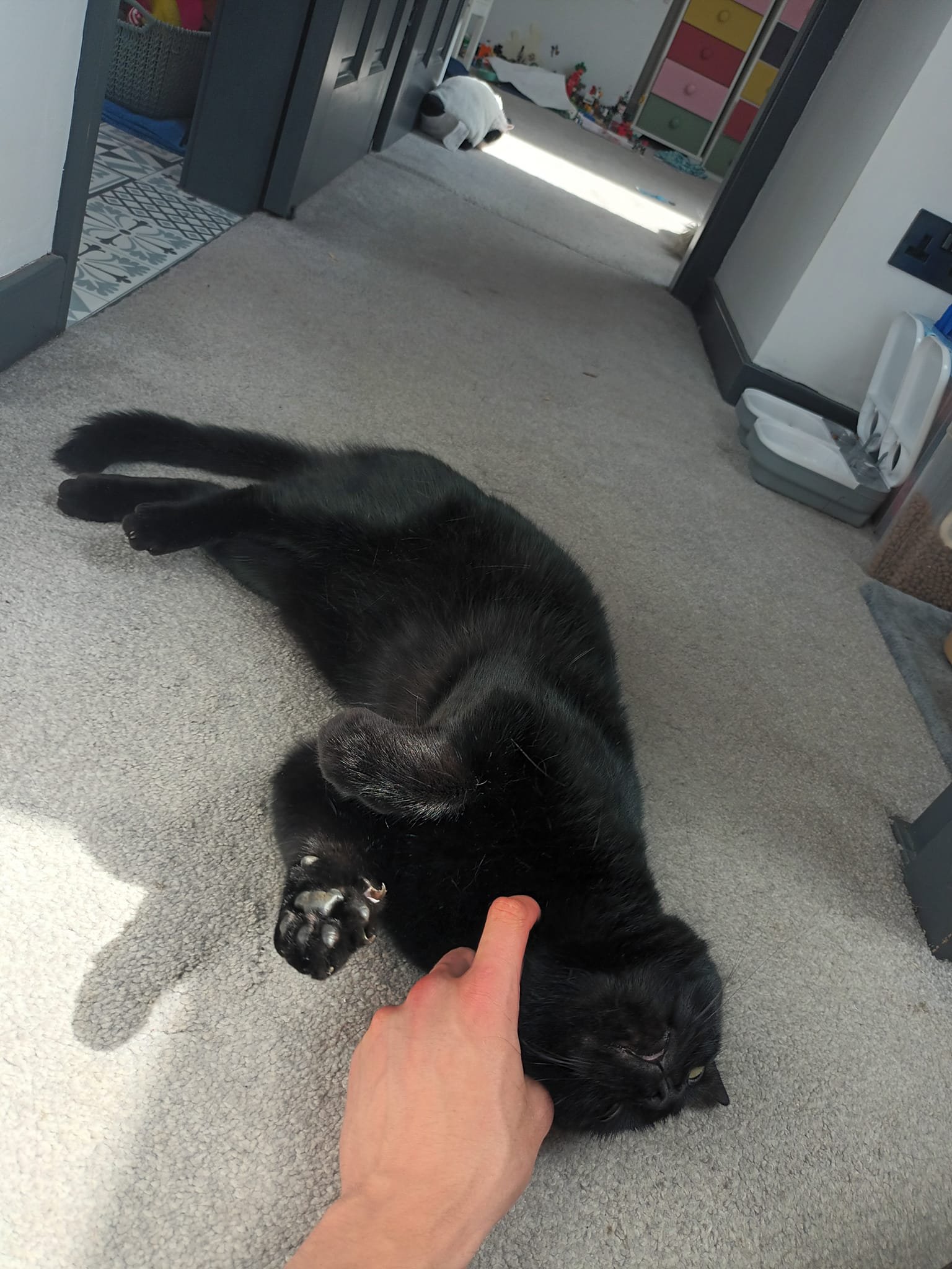 Cat care in Burton Leonard