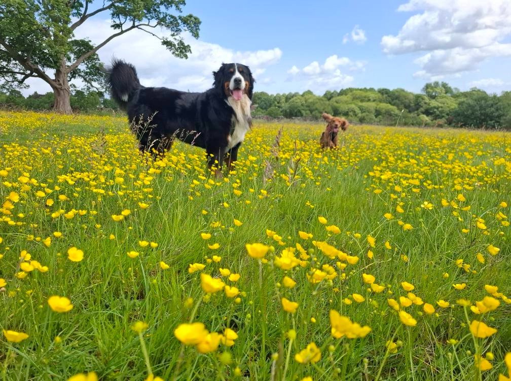 Dog walking in the Pannal countryside