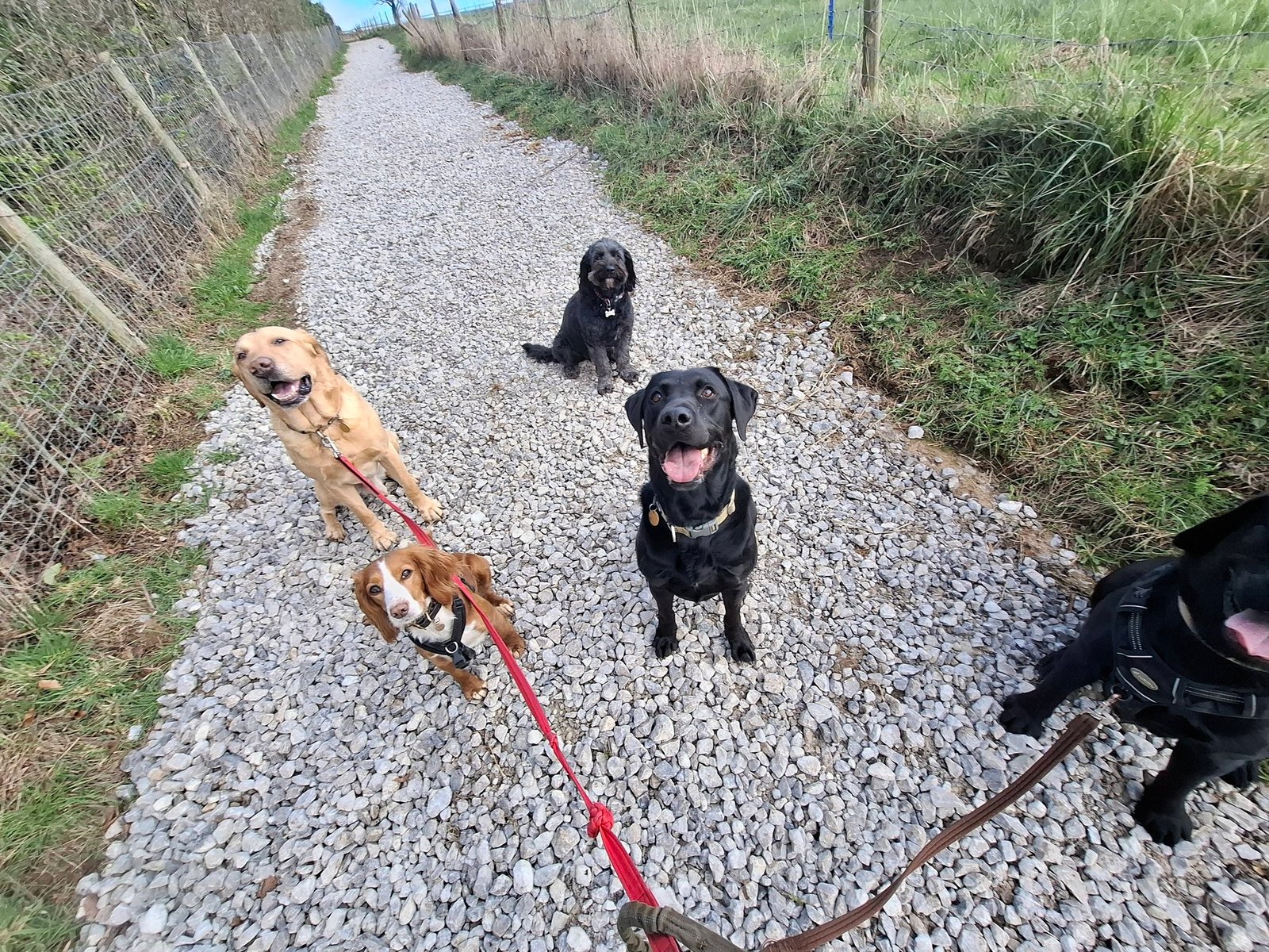 Dogs on a walk