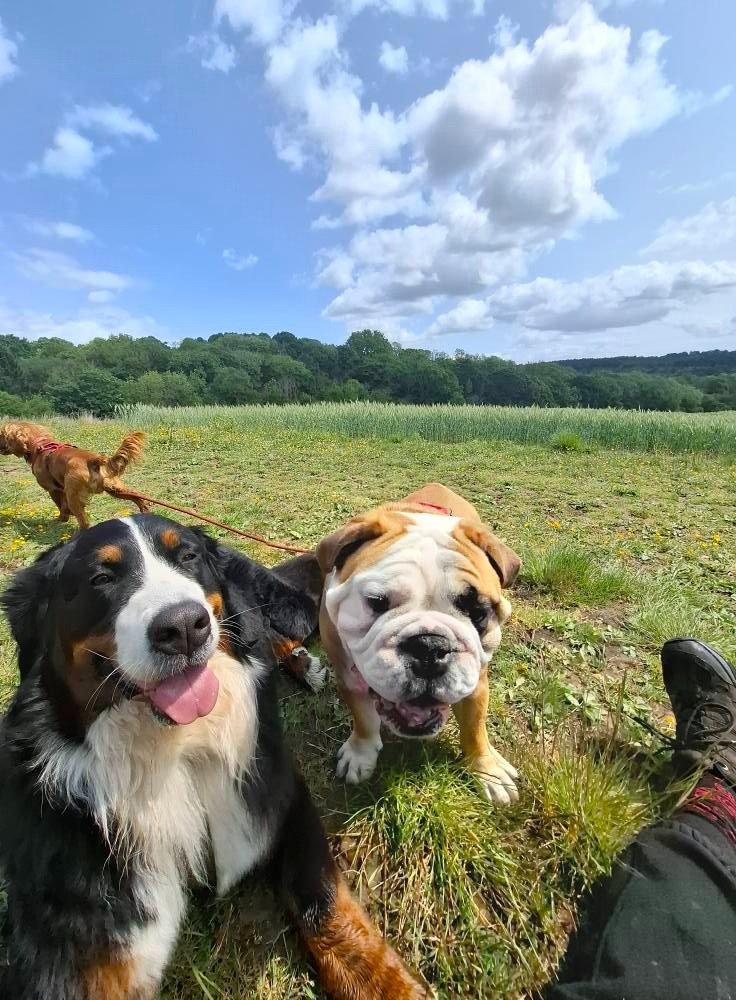 Dogs enjoying a walk near Scotton
